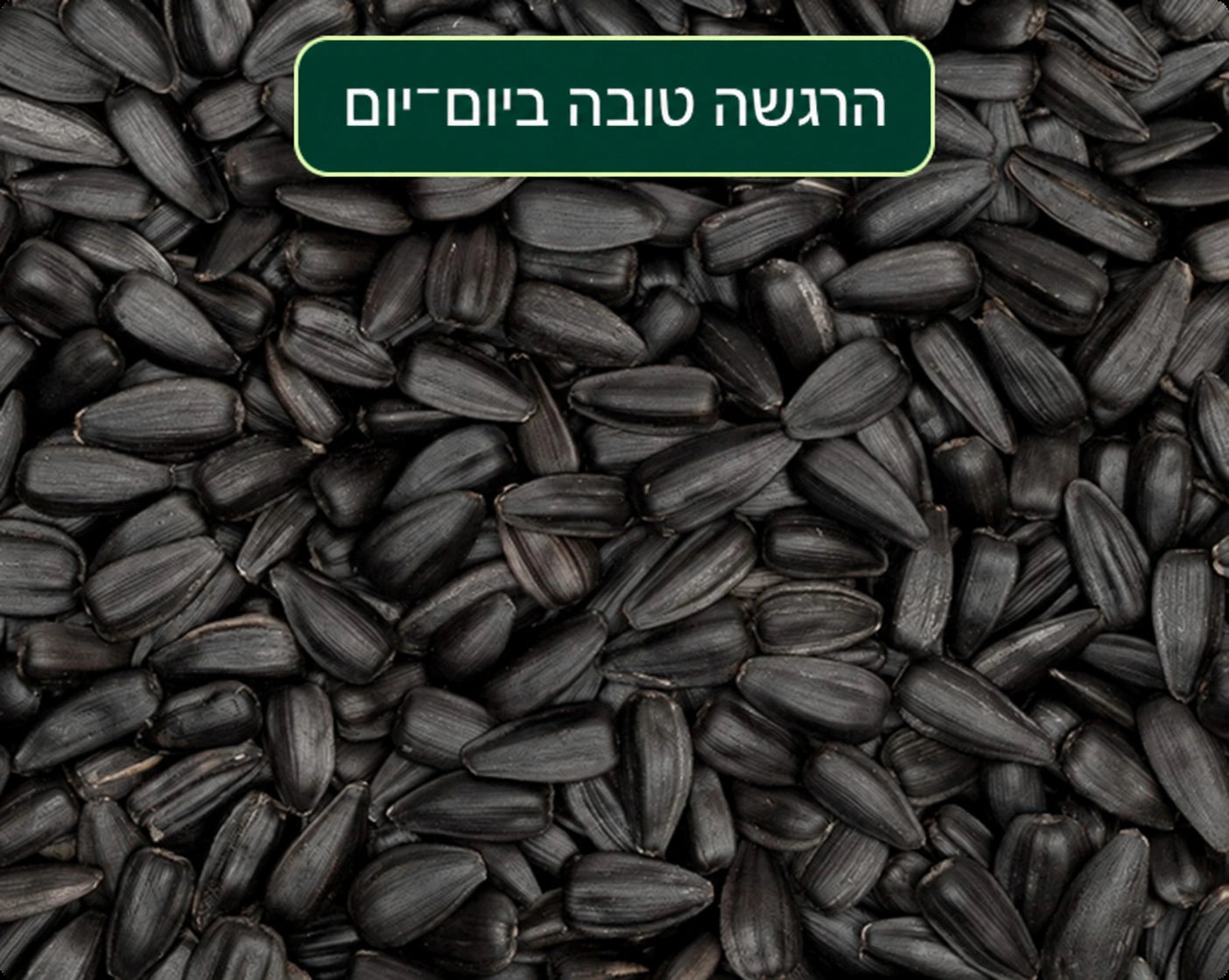 שמן קצח